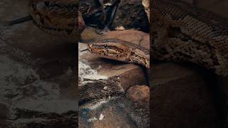 This is Where Logic Fails #snake #mosquito