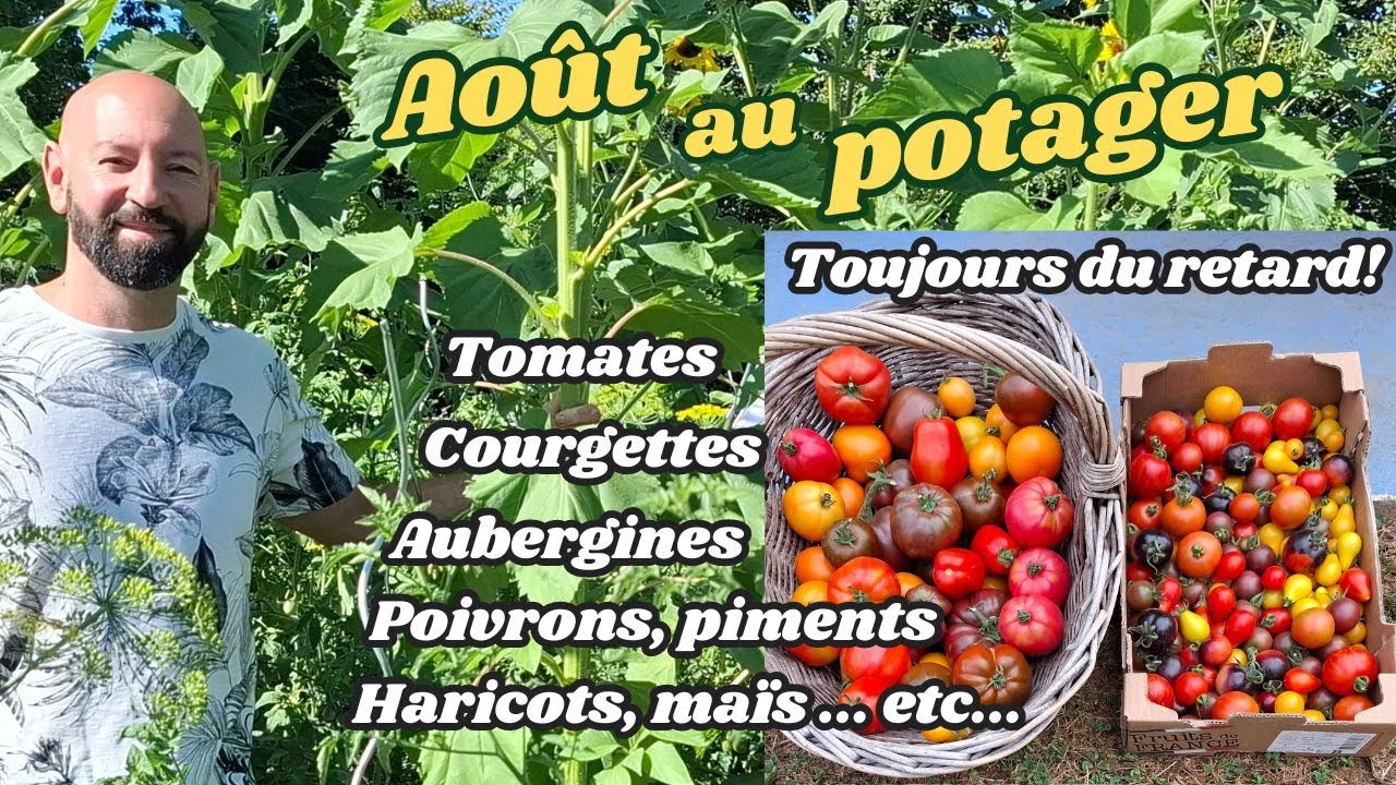 Août au potager.(ça récolte...?)