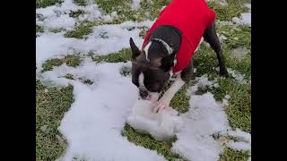 What's Inside That Snowball? by Boston the Boston 159 views 3 months ago 12 seconds