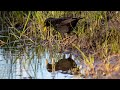 Черный дрозд поет. Turdus merula. Птицы Беларуси.