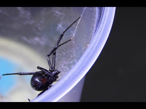 Solo 175 especies de araña serían peligrosas para la salud humana