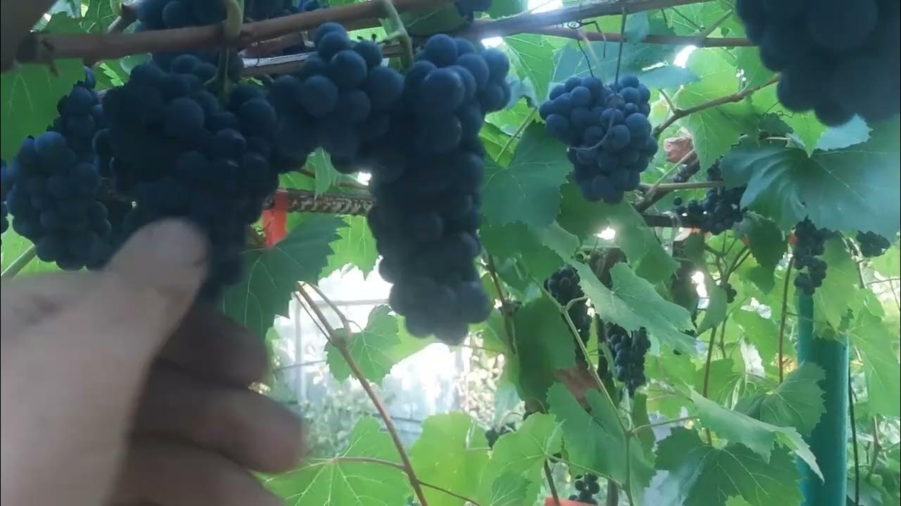Петит перл - устойчивый технический сорт США - YouTube