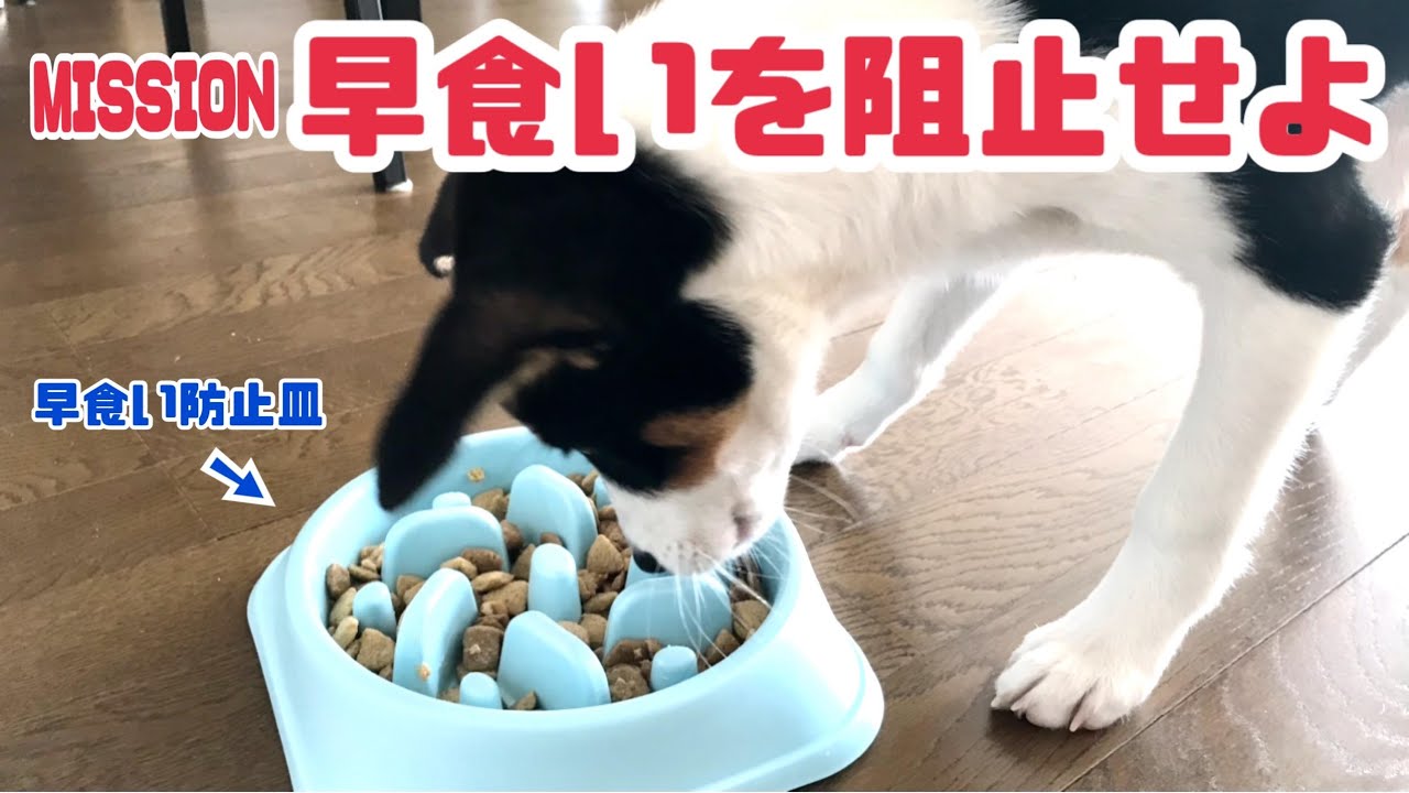 【早食いを阻止せよ】子犬vs早食い防止皿