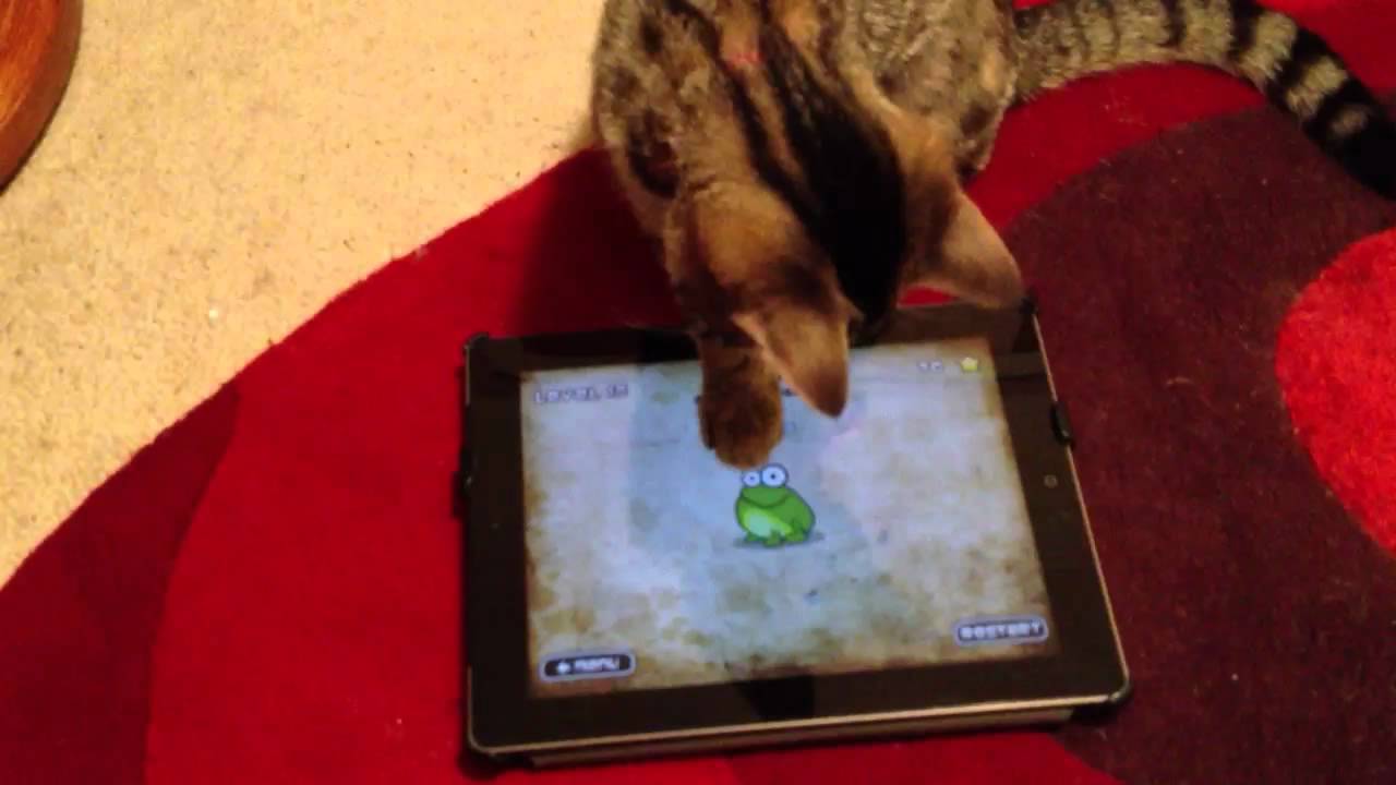Kitten iPad Tap the Frog
