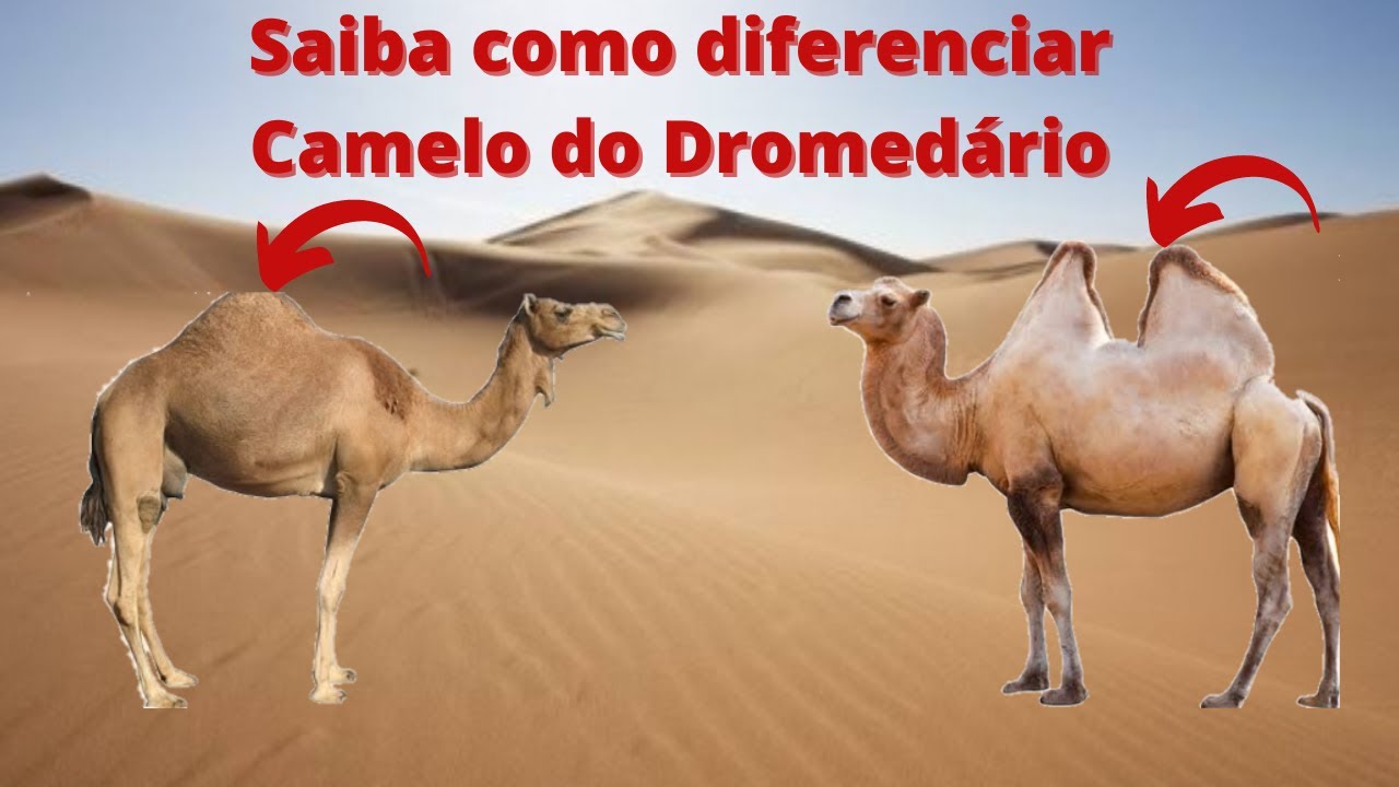 AS MELHORES FORMAS DE DIFERENCIAR O CAMELO DO DROMEDÁRIO - YouTube