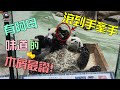 20210411 圓寶的滾木屑大戰，還是跟媽一起滾最對味 The Giant Panda Yuan Bao and Yuan Yuan