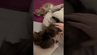 SKINCARE und HAARPFLEGE MAL ANDERS))) #spass #maincoone #kitten #yakari #katzenliebe
