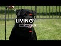 ALL ABOUT LIVING WITH ROTTWEILER DOGS の動画、YouTube動画。