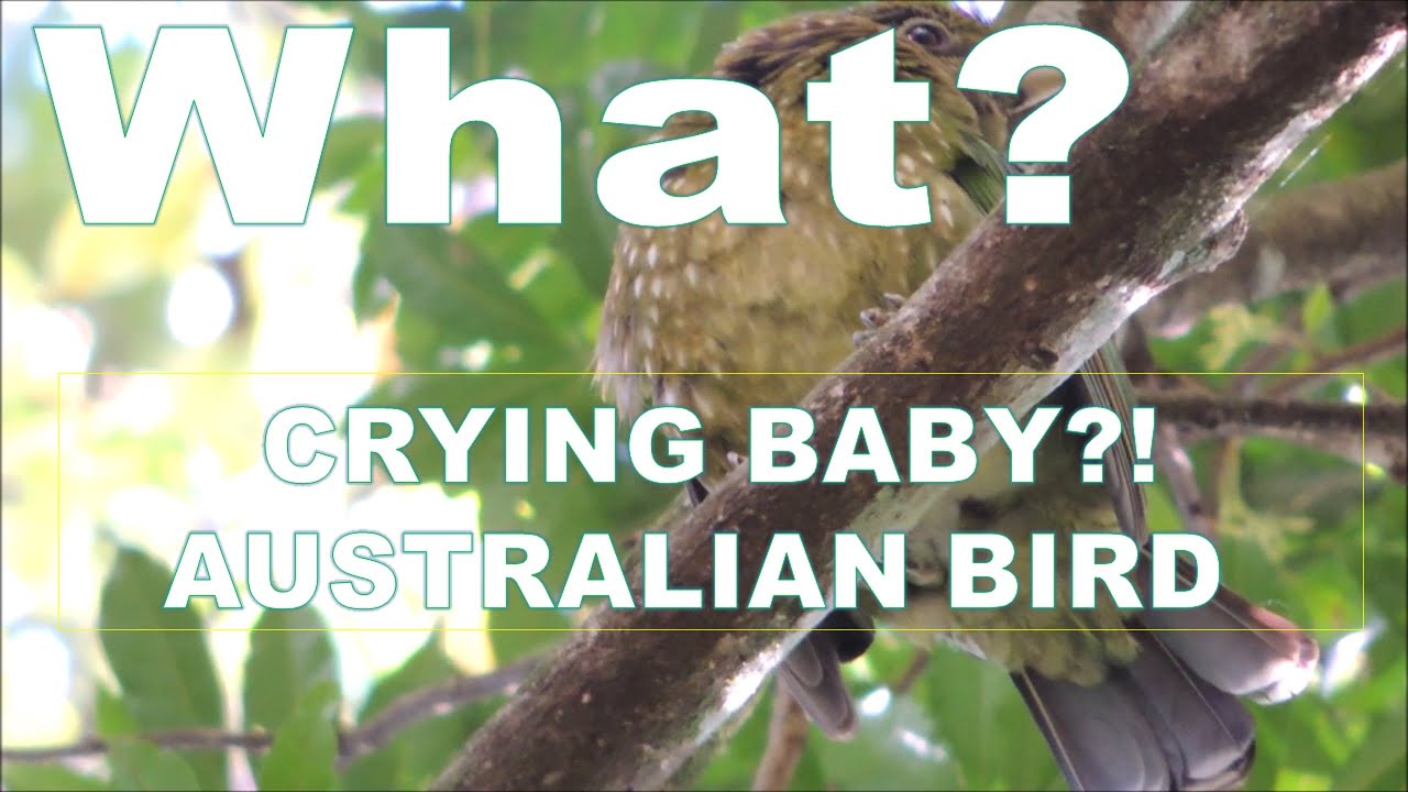 🇦🇺🐦Baby Jigai, Green Catbird, Tamborine Mountain, Queensland