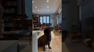 Dog won't its food until it receives a kill on the head