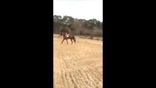 Nemo first canter.