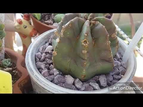 Video: Ako Zasadiť Kaktus? Ako Zasadiť Výhonky Bez Koreňov Do Hrnca, Plastovej Vázy? Ako Správne Pestovať Kaktusové Deti Doma?