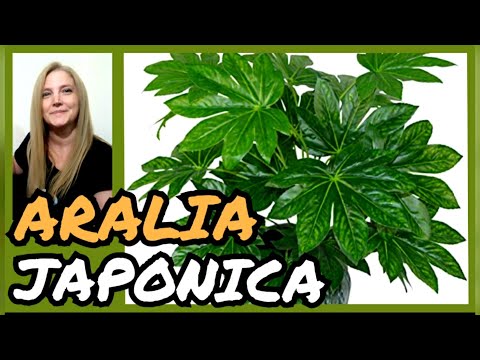 Video: Aralia Bodljikava