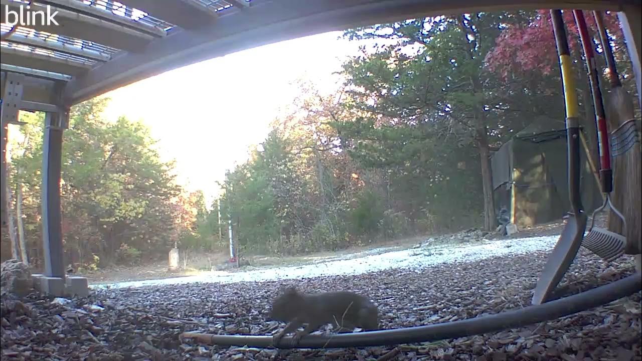 Gray Squirrel with no tail - YouTube