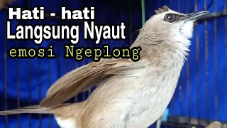 awas langsung Nyaut ikut Bunyi emosi trucukan lain dengan pancingan trucukan gacor Ngeplong ini