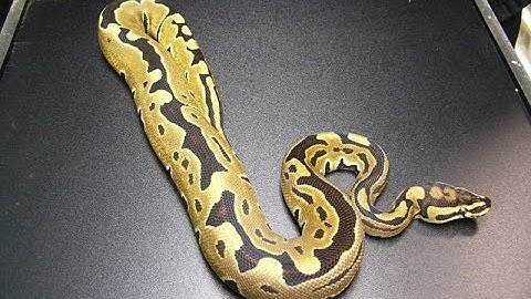 Ball python unboxing from Justin Kobylka reptiles project #3