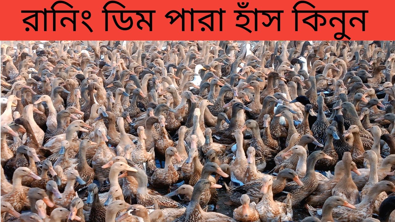 রানিং ডিম পারা হাঁস কিনুন।