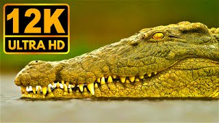 Dark \& Bright 12K HDR 60fps (Dolby Vision)