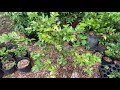 Plinia Anomaly information video Addendum: Showing Grafted Tree Planted in Ground with Blooms pt 3