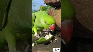 mitthu_ae_mitthu_#shorts_#shortvideo_#parrotshorts_#mitthushorts #parrot #talkingparot #trendingsong