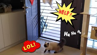 Cats' Hilarious Hijinks !😾💨😼 by Eli & Mocha 310 views 6 days ago 2 minutes, 2 seconds