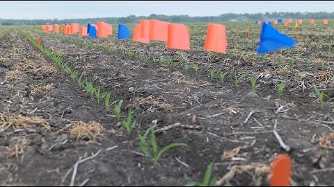 Future Farm: Emergence, Uniformity and Final Stand Establishment in Corn - Part One