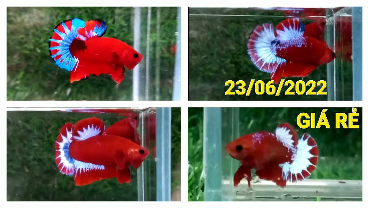 ĐỢT CÁ NGÀY 23/06/2022, BETTA GIÁ RẺ: RED FANCY STAR
