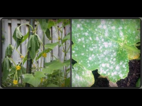Огуречные проблемы и их решения