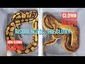 ​Clown Visual Notes: Identifying Reduced vs. Busy Patterns | Daily Morph Brew