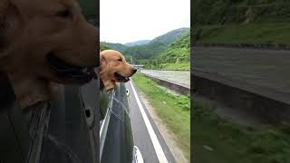 Do you want this travel partner ! #puppy #goldenretriever #dog #doglover #cute #happy #fluffy