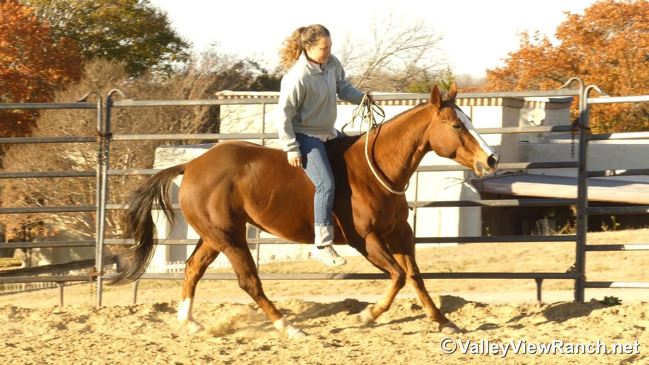 Enit To Win It***For info, price, go to our website: ValleyViewRanch.net*** 