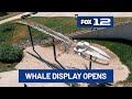 Blue whale skeleton display opens at Hatfield Marine Science Center in Newport