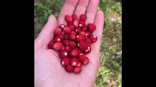 За земляникой на озеро Зеленое. Лужский район.