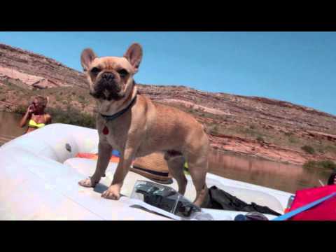 I'M A FRENCH BULLDOG - SONG - YouTube
