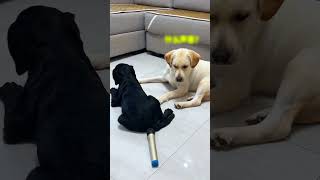 🐶 He Used a Mic to Catch His Dog Farting Live 💨