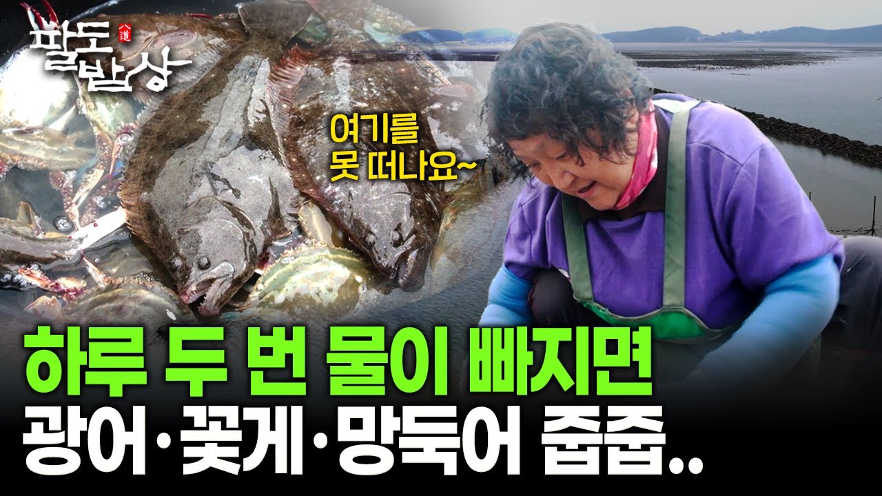 광어에 꽃게까지 하루 두 번 물이 빠지면 물고기로 가득한 섬 | KBS 251115 방송