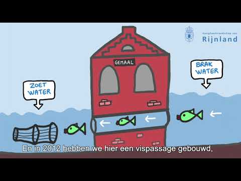 Video: Hoe Grondelvis Te Zouten?