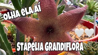 Stapelia Grandiflora - Floração