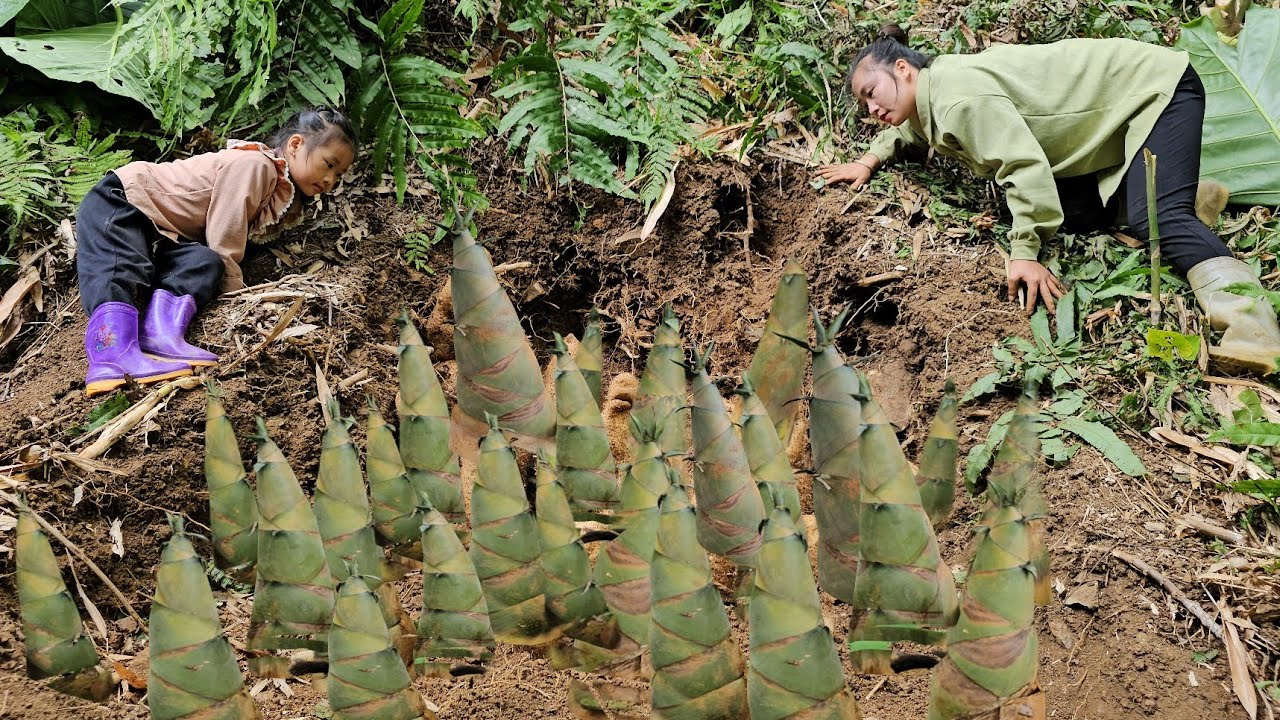 Harvesting giant bamboo shoots and digging up wild yams to sell with my daughter | Tương Thị Mai
