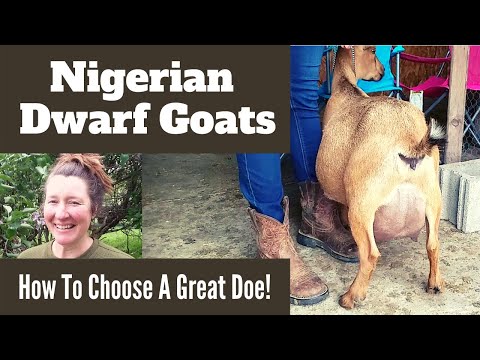 नाइजीरियाई बौना बकरियां: एक महान डो कैसे चुनें!