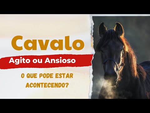 Vídeo: Lidando com o cavalo ansioso
