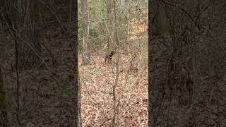 Yonah work at tree and bucket 3-3-24 by squirrel dog training 263 views 1 month ago 5 minutes, 36 seconds