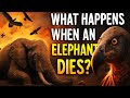 What Happens When An Elephant Dies? #elephantdeath #wildlife 
