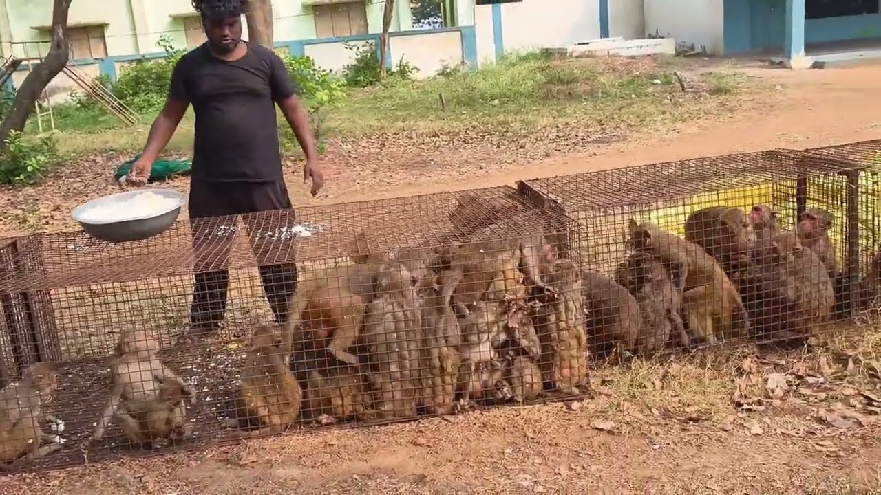 మేము కోతులు పెట్టడం జరిగింది దాదాపు 150 కోతులు పట్టాము call 6300256475 