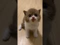 Cutie happyonemonthold cutiepie cats kittens britishshorthair foryou 