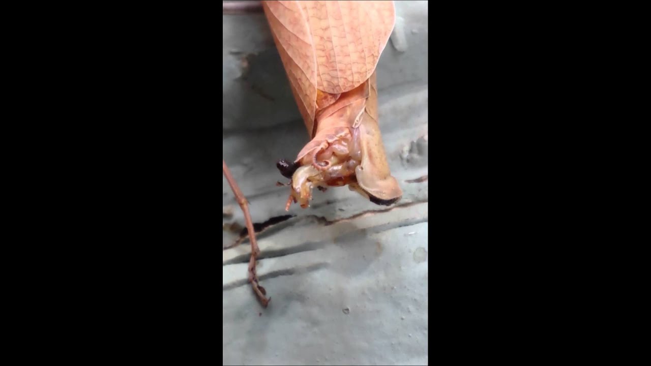 Praying Mantis giving birth YouTube