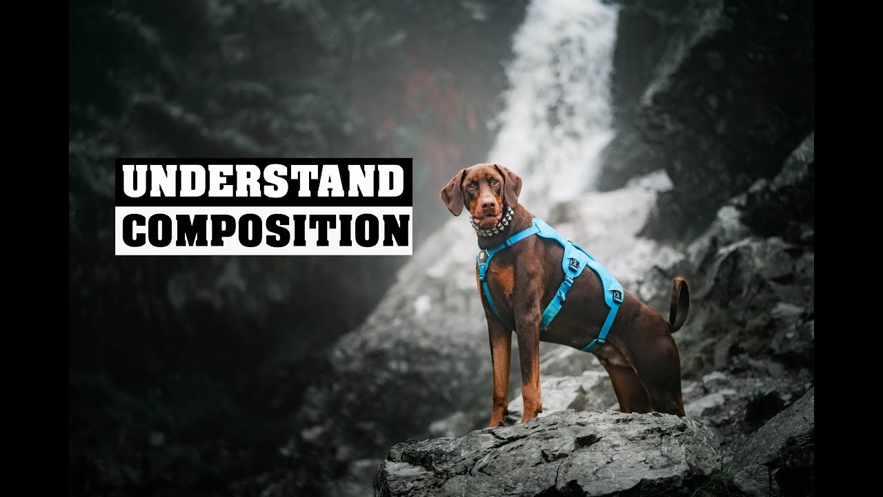 Dog photography composition