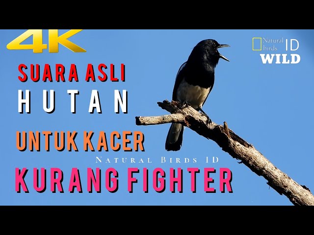 Kicau Burung Kacer Di Alam Liar, Untuk TERAPI Kacer Kurang FIGHTER(KUCICA KAMPUNG) part8 class=