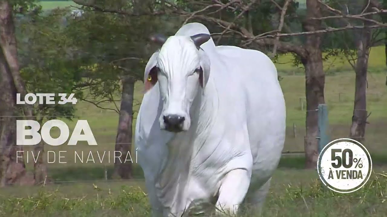 Boa FIV de Naviraí (CSCQ 413)