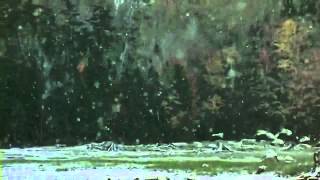 Wonderful Chill Out Music Winged Migration Hd Youtube